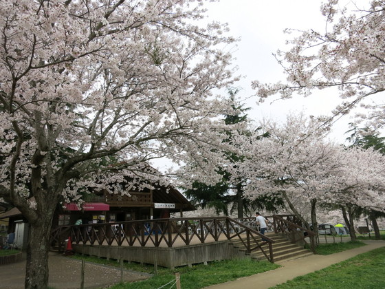 満開の桜の下でキャンプ くるま旅公式webサイト つわものツアー企画